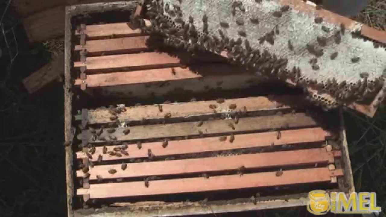 MAIS MEL - VÍDEO AULA EXEMPLO - MAIS MEL