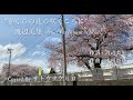 さくらの花の咲くころに / 渡辺美里【Cover】4KProRes