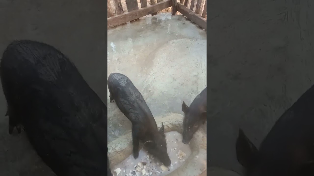 ternak babi @life story