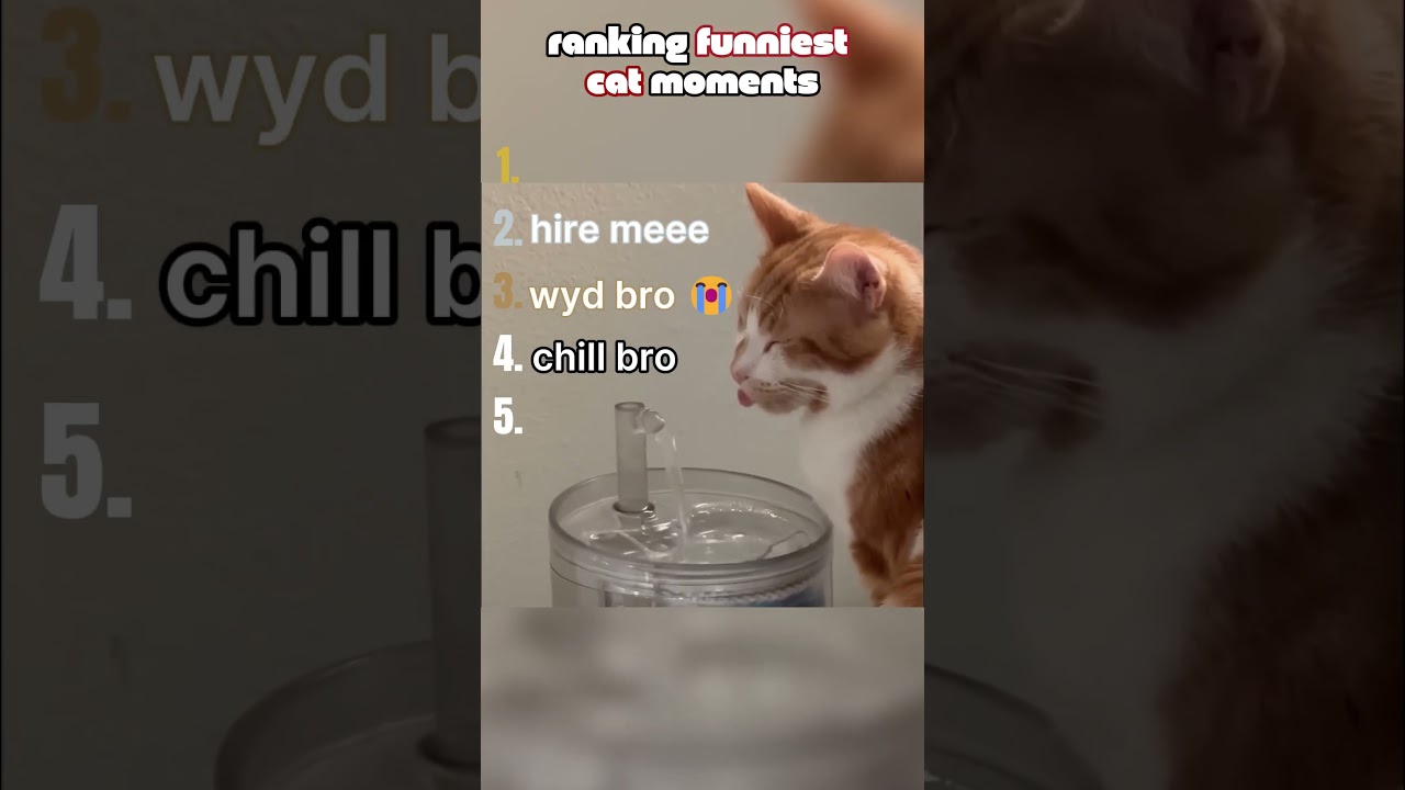 funniest cat videos of 2026 (2)#shorts