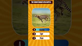 .Wonderers - Guess The Animal