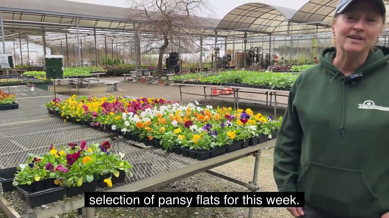 Pansy and viola sale April 6