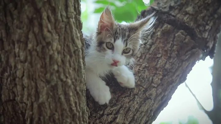 Video 3857721: maine coon kitten girl, little maine coon kitten