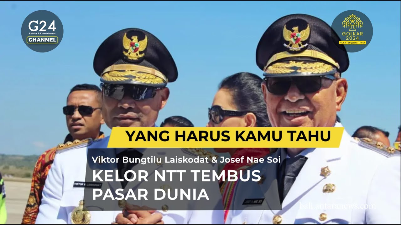 Dunia Tak Selebar Daun Kelor, Tapi Kelor NTT Bisa Mendunia 