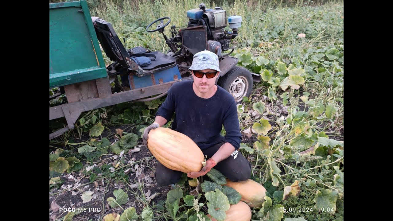 Получили урожай несмотря на заморозки, жару и засуху! Собираем гарбузы