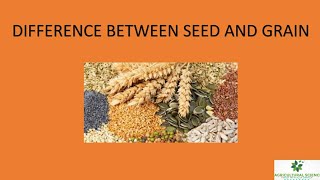 Celebrity Difference between seed and grain Net Worth