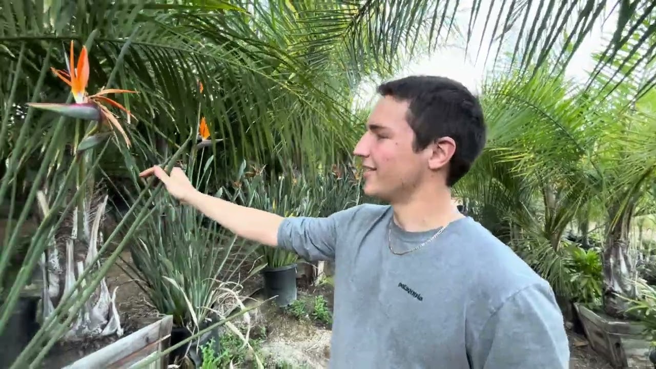 San Diego County Exotic Plants for Sale