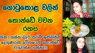 ගොටුකොළ වලින් කොන්ඩේ වවන සුපිරිම ක්‍රම 3ක් | Amazing Tips for Hair growth with Gotu kola