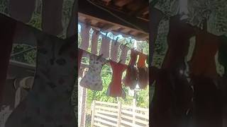 Lava Roupa Todo Dia, Desfraldando A Rafa Ça