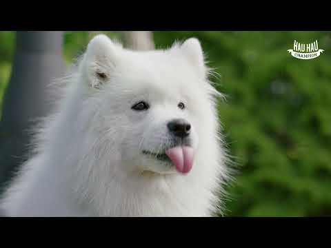Video: Luonnon Deli-kanan Nykivät Koiranherkut - Kasel Associated Industries -koiranpalautus