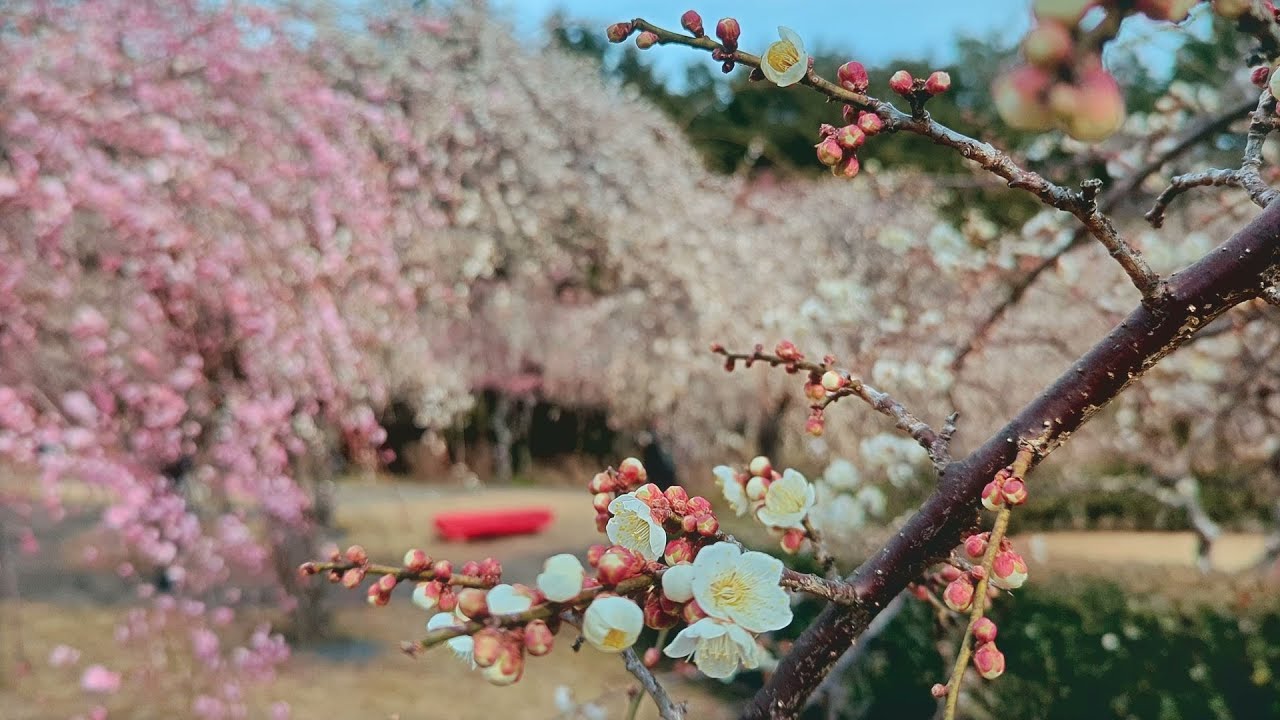 【満開の梅園 小田原フラワーガーデン】 神奈川県 小田原市 Feb 6, 2026, Ume