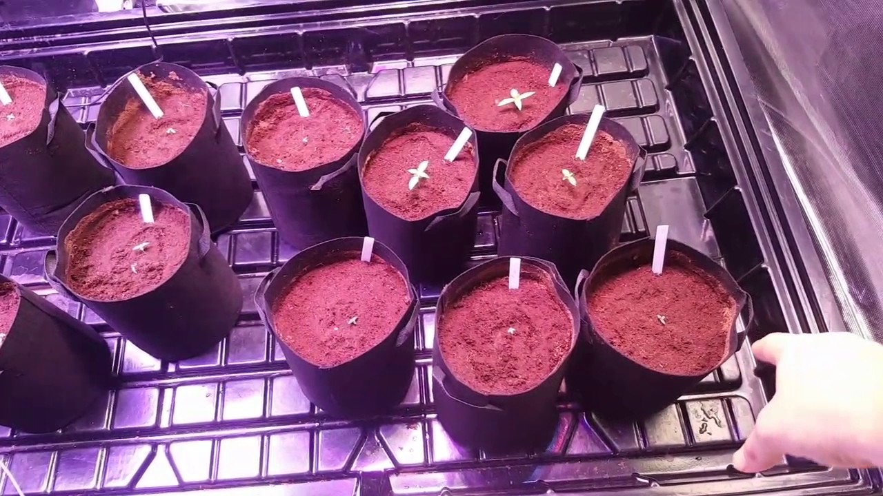 Day 8 frosty auto mephisto under Perfect Sun Less Goliath COB