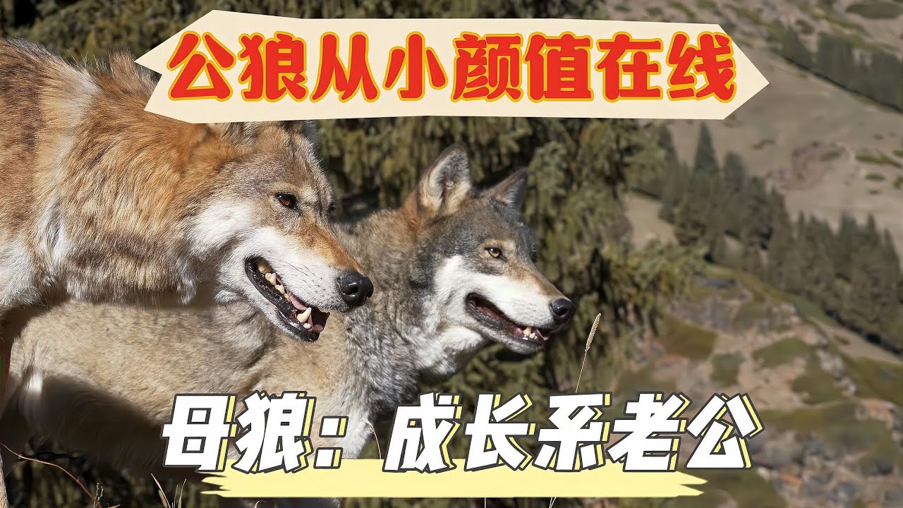公狼从小帅气被看上,生下狼宝交给大姐,从小带大的母狼太有灵性 - YouTube
