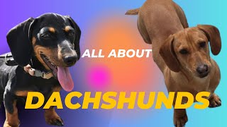 All About Dachshunds  the Weiner Dog #dachshund #puppy #dog