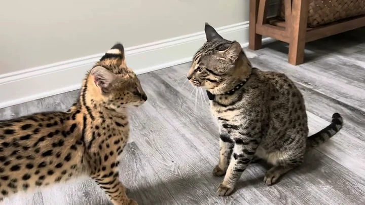 Video 3350031: wild african serval pet, african serval pet eats, serval meowing, serval kitten