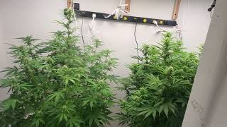 Weekly update Octopot grow room Great White Shark,Acapulco Gold auto??,Northern lights,Blueberry.