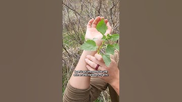 Stinging myself with nettles. #foraging