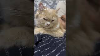 Sleeping Cat funnyvideo funny catviral videos vivideo video ideo