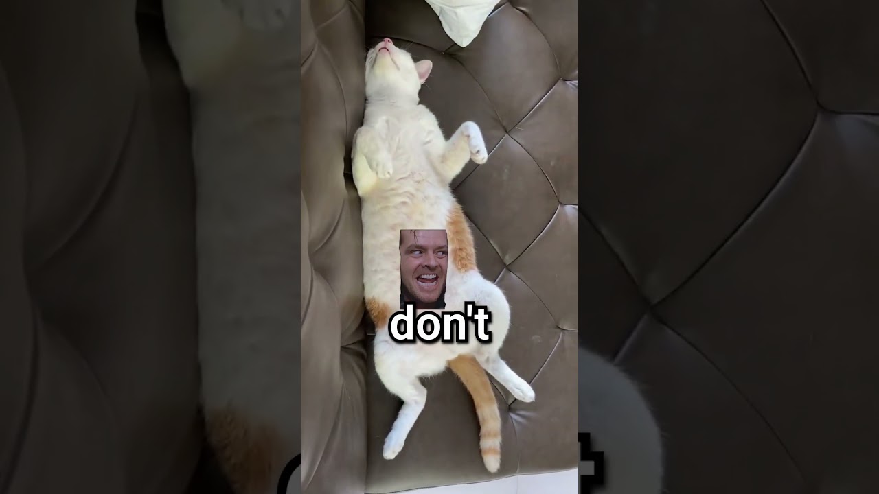 Why do Cats Show their belly  #cat #funny #cats