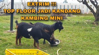 EXTRIM ‼️ PELIHARA PIGMY GOAT DI TOP FLOOR LT5