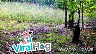 Trail Camera Catches Bear Getting Scratches || ViralHog