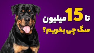 راهنمای خرید سگ تا 15 میلیون تومان