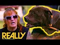 Dog Rescuers Rush To Break Up Massive Dog Fight Involving 5 Pit Bulls | Pit Bulls &amp; Parolees