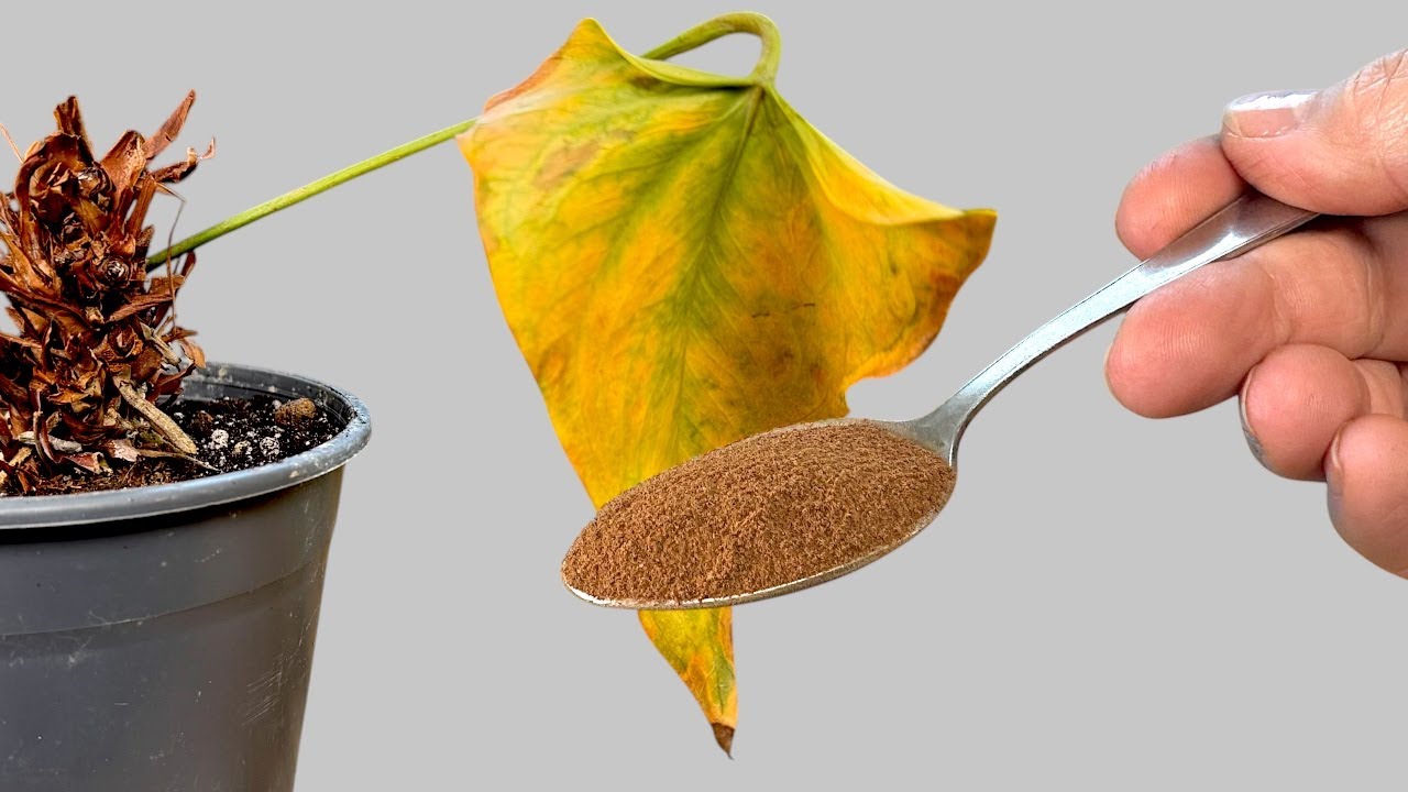 How to Revive Any Dying Anthurium With This Simple Method (Result at the End!) 🌱