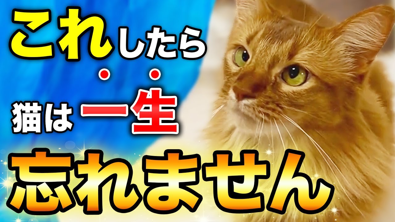 これをされた猫はあなたを一生忘れない！猫の記憶に残るための秘訣10選