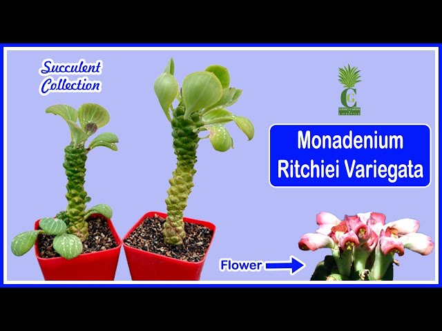 Monadenium Ritchiei Variegata (Cactus and Succulents) - YouTube