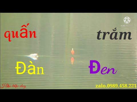 Câu Lục. Cận Cảnh Trắm Đen.Lên Thở  Gãy Phao..