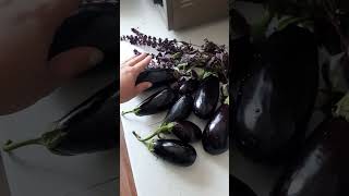 Дача#дача Урожай мой 😊🍆