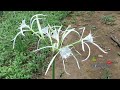 Azucena de agua, Lirio araña, Lirio de las costas, 𝑯𝒚𝒎𝒆𝒏𝒐𝒄𝒂𝒍𝒍𝒊𝒔 𝒍𝒊𝒕𝒕𝒐𝒓𝒂𝒍𝒊𝒔 #flores #plantas