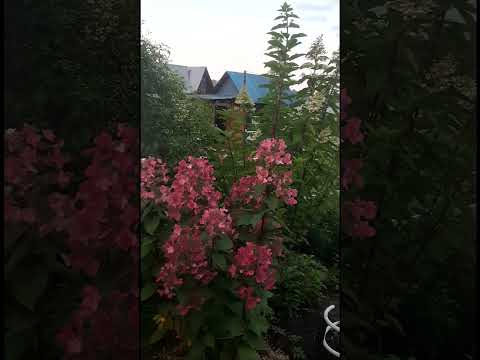 Метельчатые гортензии в
