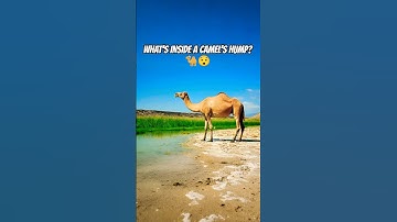 What’s Inside a Camel’s Hump? 🐪😲 #animals #shorts
