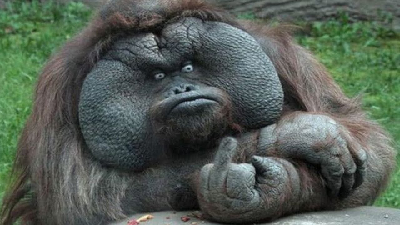 Funny Animals Vines Compilation - best funny Animals 2017