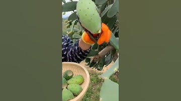 How to open and remove some prickly pears from some nopales ‼️😱🤤😋🌵🌵🏜️
