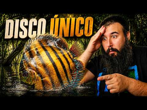 Fishing for WILD DISCUS in the Amazon: we've never seen one like this