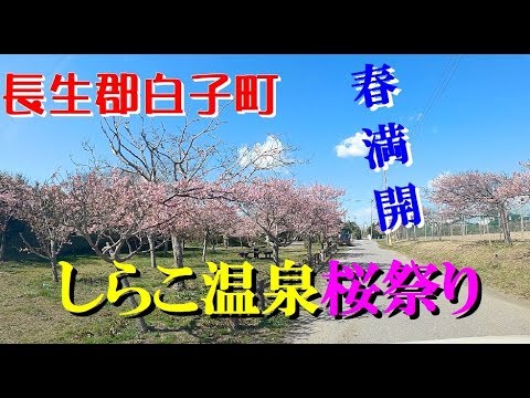 長生郡白子町 しらこ温泉桜祭り 今 河津桜が満開 春先取り 2 23撮影 Youtube