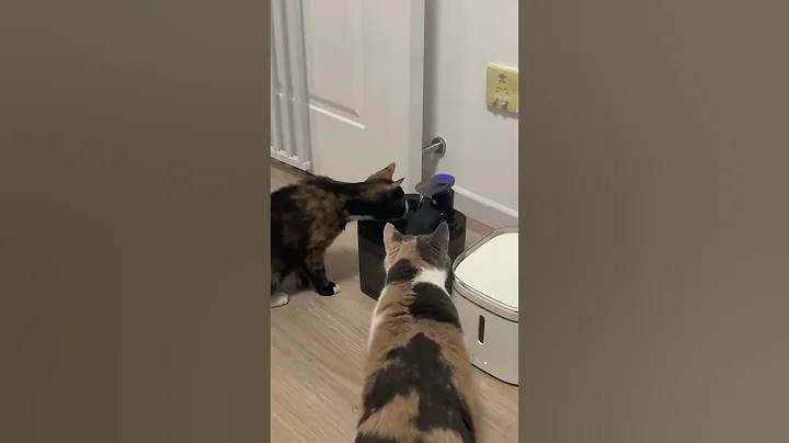 Video 4478401: cat cutecat pets funnycats, funnycat cat pet cute, cat pets cutecat funny, cute cat drinking