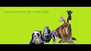 As Estrelinhas Do Zoologico De Curitiba Para @musicaevida1996