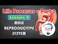 Male reproductive system || Life processes in Living Organisms Part 2 Class 10 SSC CBSE