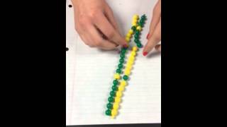 Pop bead simulation of mitosis