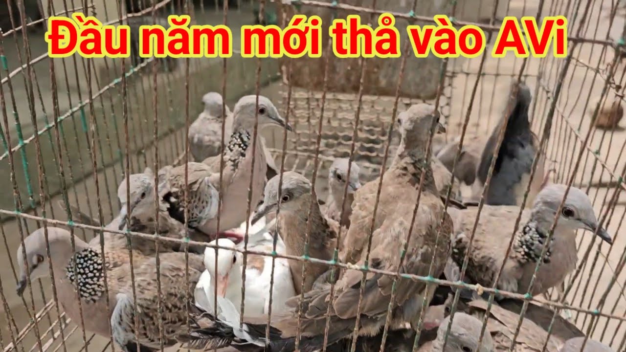 ĐẦU NĂM MỚI MÌNH MÌNH BẮT CHIM CU GÁY THẢ VÀO AVI 