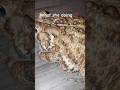 My toad was escaped #funny #shorts #frog