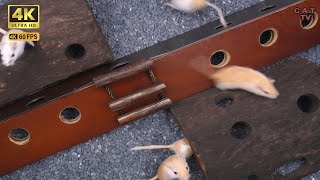 Cat TV Games  Mice 🐭 in the Jerry Mouse Hole Hide & Seek  4K UHD 60fps