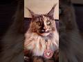 Maine Coon Cat - Maine Coon Türk #mainecoonturk #mainecoontürkiye #mcocattery #mainecoonbursa