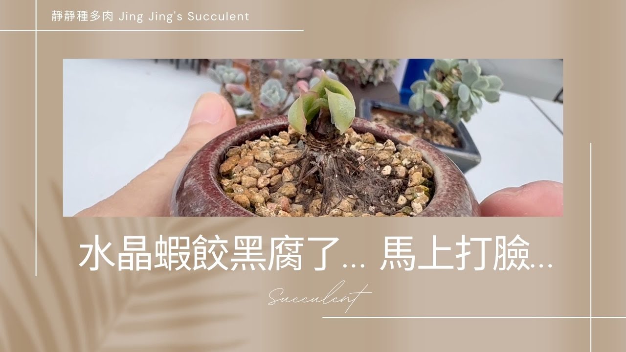 【靜靜種多肉】水晶蝦餃黑腐了😭😭…人啊～真的不能太嘚瑟😢😢～～馬上打臉😢😢...