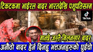Tiktok Viral बादरको चमत्कार : मान्छे जस्तै मिलन्सार बादर तथास्तु बर्दान ll Monkey ll Raju Thapa