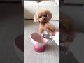これじゃないの〜 #dog #toypoodle